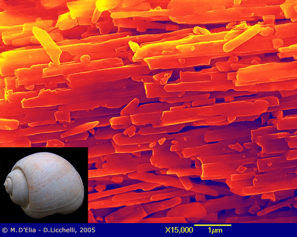 Visione in falsi colori al microscopio elettronico a scansione, della struttura ordinata dei cristalli di Carbonato di Calcio 