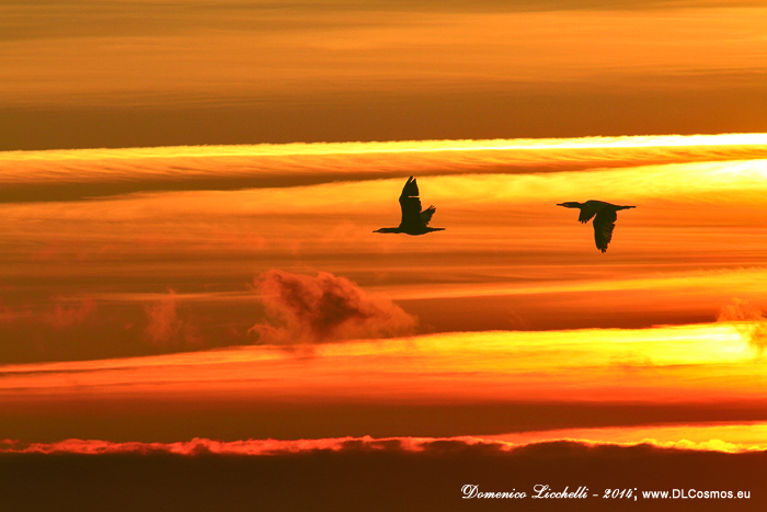 cormorani-sunset