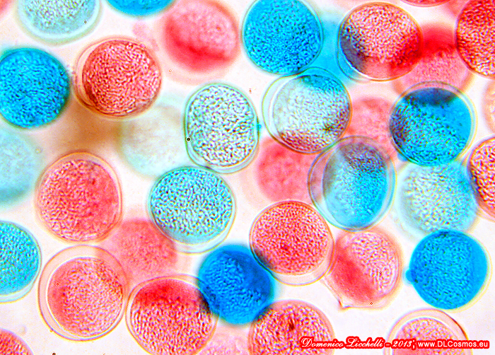 polline---microscopio