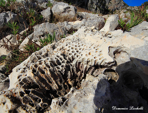 coralli fossili ciolo