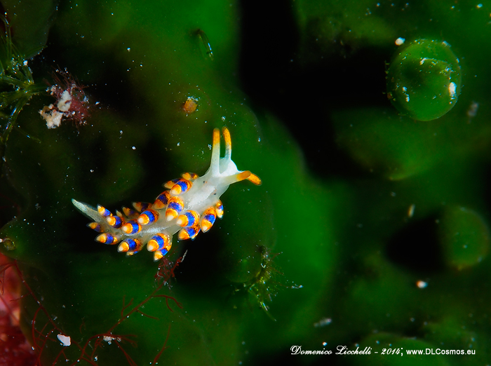  Cuthona caerulea, un gioiello concentrato in pochi millimetri