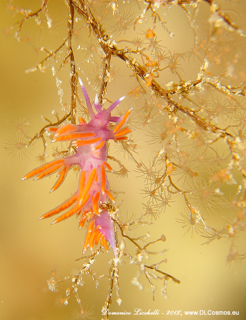 Flabellina ischitana intenta a predare i polipi di un idroide del genere Eudendrium (Eudendrium racemosum)