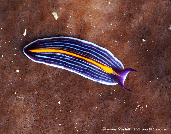 Prostheceraeus giesbrechtii, appartenente al phylum dei platelminti, o vermi piatti. Sono un ottimo esempio di mimetismo batesiano, nel senso che imitano le colorazioni dei tossici nudibranchi per evitare di essere predati