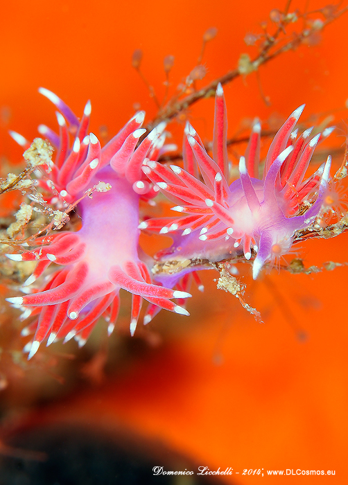 Coppia di Coryphella pedata intente a cibarsi di idrozoi del genere Eudendrium