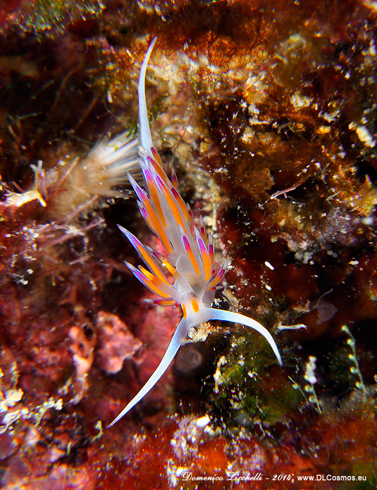 Cratena peregrina alla ricerca di colonie di Eudendrium di cui si nutre