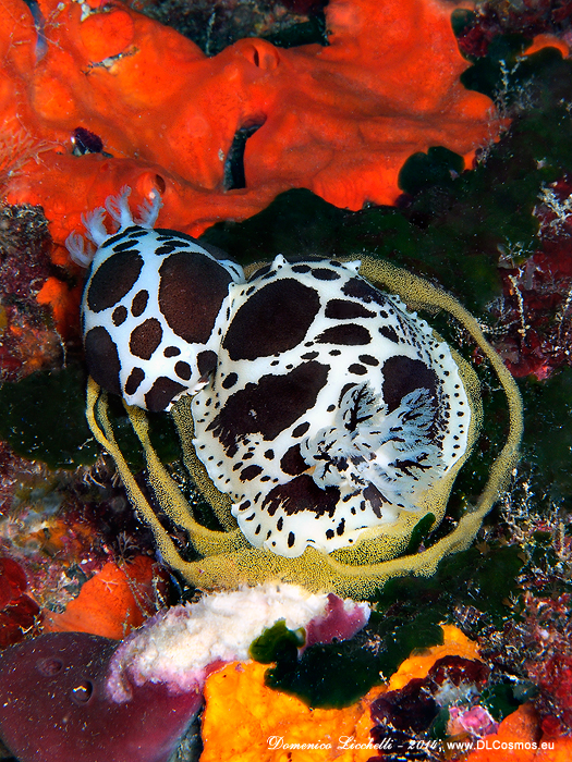 Coppia di Peltodoris atromaculata, dette anche vacchette di mare, intente nell'ovopositura