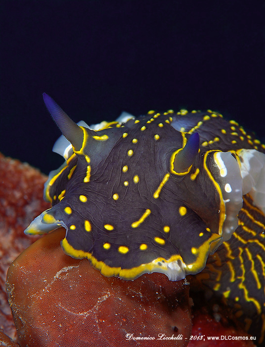  Felimare picta o doride dipinto, un colosso tra i nudibranchi potendo raggiungere i 20cm di lunghezza