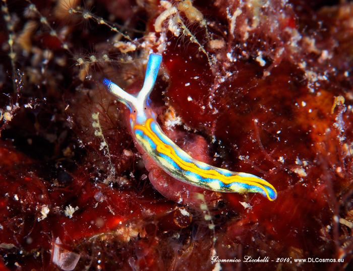 Thuridilla hopei. Anche se potrebbe sembrare a prima vista un nudibranco in realtà è un opistobranco sacoglosso