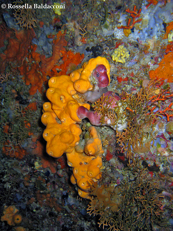 Ambiente di grotta semioscura caratterizzato da numerose specie di spugne tra cui la gialla Agelas oroides 