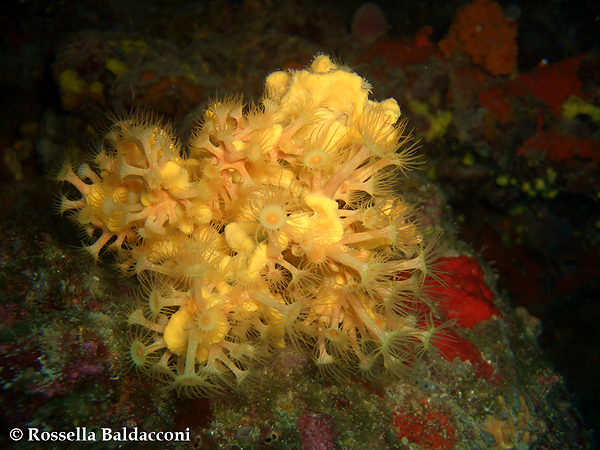 Un esemplare di Axinella damicornis completamente ricoperto dai polipi di Parazoanthus axinellae 