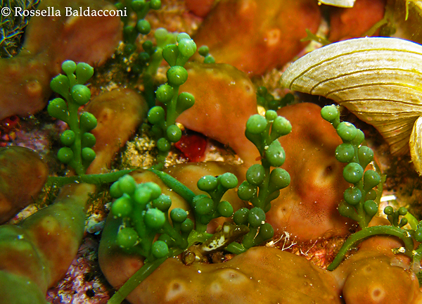 L’alga verde invasiva Caulerpa cylindracea ricopre parzialmente la spugna nocciolina Chondrilla nucula 