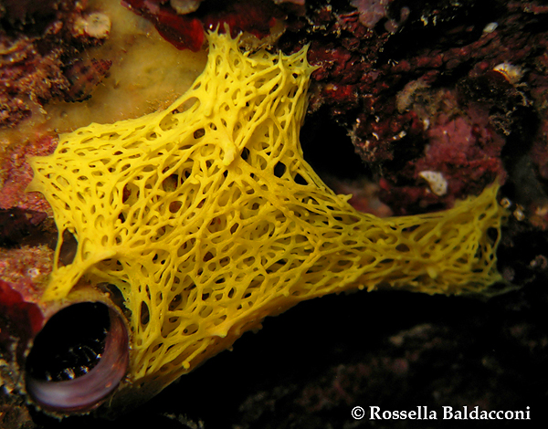 La spugna rete gialla Clathrina clathrus nella forma contratta