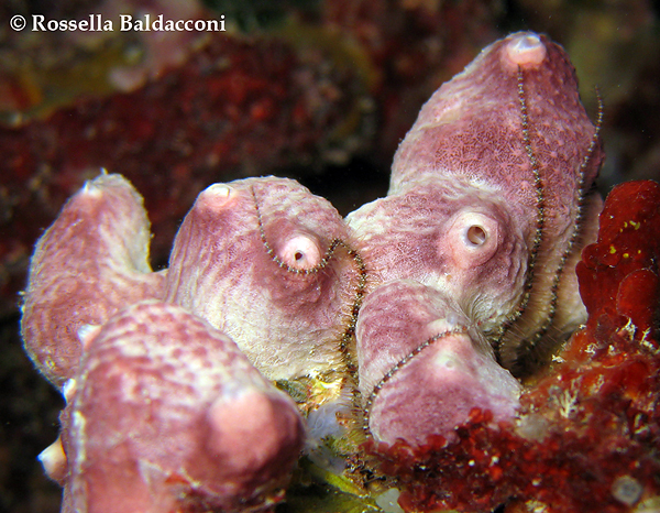 Sulla spugna Ircinia variabilis stazionano le braccia piumose della stella serpentina Ophiothrix fragilis 