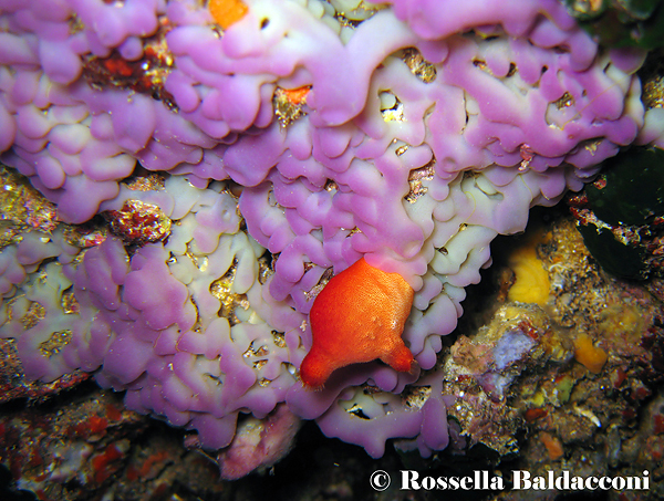 La volta di una grotta è impreziosita dalla colorata Oscarella lobularis