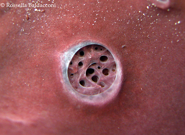 L’osculo di Petrosia ficiformis 