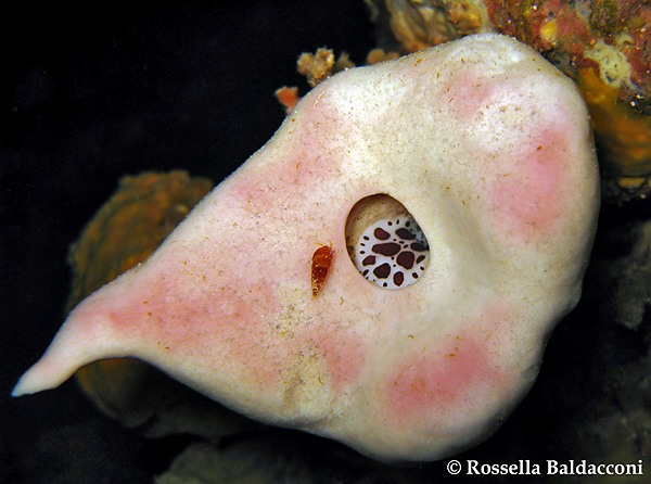 Il nudibranchio Peltodoris atromaculata all’interno dell’osculo di Petrosia ficiformis 