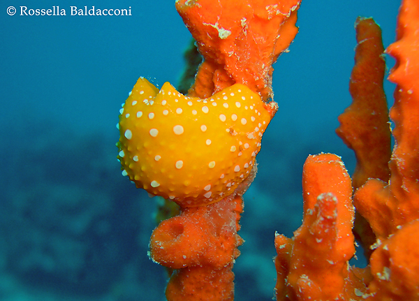 Il nudibranchio Phyllidia flava sulla sua preda preferita, la spugna Axinella cannabina 