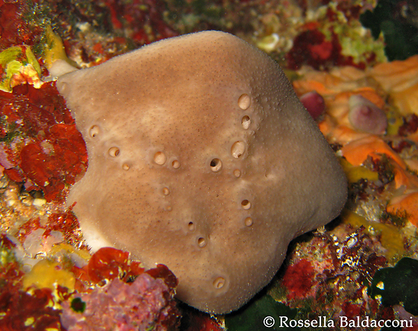 Un esemplare della spugna da bagno, Spongia officinalis, specie protetta dalla pesca incontrollata che ne ha ridotto drasticamente le popolazioni in tutto il Mediterraneo 