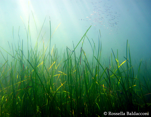 Prateria della pianta marina Cymodocea nodosa