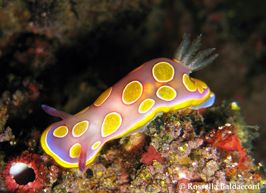 Il bellissimo nudibranchio, Felimida luteorosea