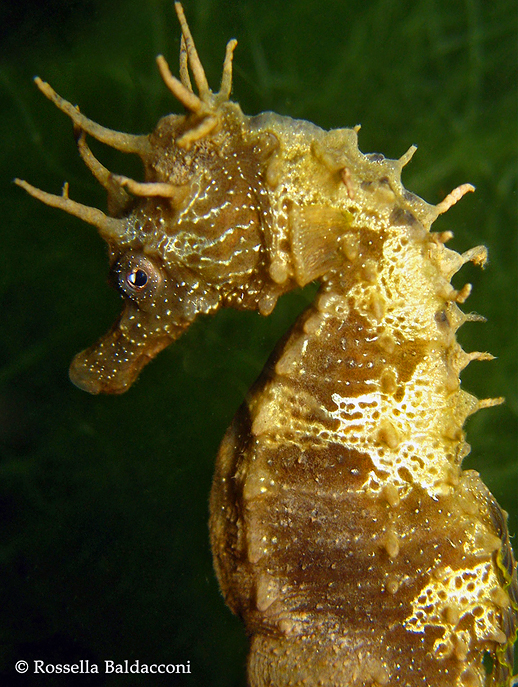 Il cavalluccio marino, Hippocampus guttulatus