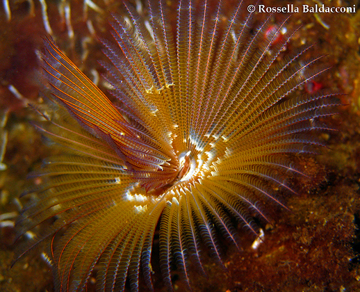 Il verme alieno di origine tropicale Branchiomma luctuosum