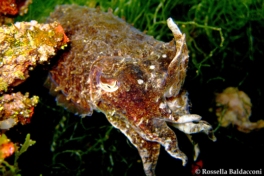 La seppia, Sepia officinalis, cefalopode molto diffuso nel Mar Piccolo