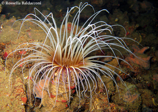 Il grande polipo del cerianto, Cerianthus membranaceus