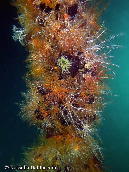 Vecchio palo della mitilicoltura ricoperto da un numero impressionante di gigli di mare, Antedon mediterranea