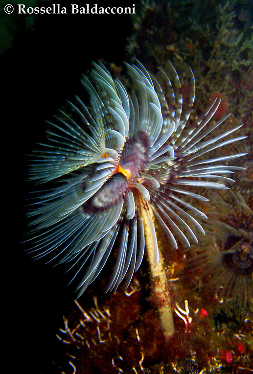 Uno spirografo, Sabella spallanzanii, con la vistosa corona branchiale bianca striata di viola