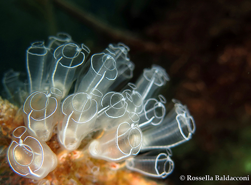 Un bouquet di graziosi ascidie semitrasparenti, Clavelina lepadiformis