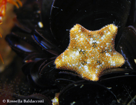 La stella marina più comune del Mar Piccolo, Asterina gibbosa